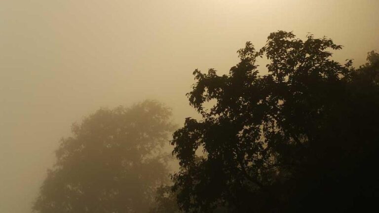 What Is Cricbet99 Aviator Game About?