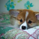 Reddybook Review: How This Innovative Platform Is Transforming Learning and Business Integration