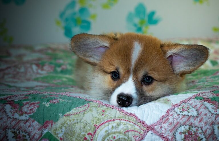 Reddybook Review: How This Innovative Platform Is Transforming Learning and Business Integration